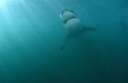 Den Blick nach oben gerichtet steigt der Weiße Hai au (00015422)