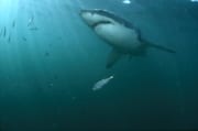 Der imponierende große Weiße Hai sieht ein lohnendes (00015423)