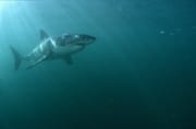 Weißer Hai im Aufstieg zur Meeresoberflaeche (00015424)