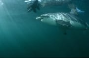 Großer Weißer Hai staunt ueber kunstvolle Robbenattra (00015425)