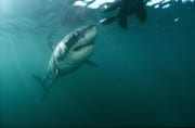 Staunender Weißer Hai: Eine solche Robbe (Attrappe) i (00015427)