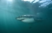 Eindrucksvoller eleganter Spitzenraeuber Weißer Hai (00015429)