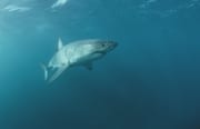Weißer Hai im Aufstieg zur Meeresoberflaeche (00015440)