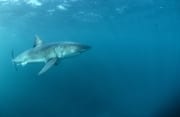 Mythos und Faszination Weißer Hai (00015441)