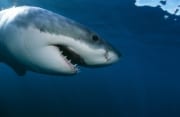 Seitliches Kopfportraet eines jungen Weißern Hais (00015446)