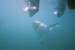 Weißer Hai auf Inspektion (00000316)