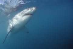 Weißer Hai schwimmt steil nach oben (00010296)