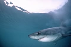 Junger Weißer Hai auf der Suche nach Beute (00010298)