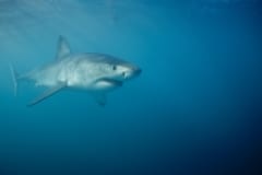 Junger Weißer Hai auf der Suche nach Beute (00010308)