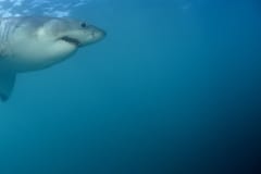 Weißer Hai Portaet von der Seite (00010319)