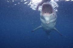 Offener Weißer Hai Rachen (00010326)