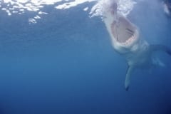 Weißer Hai Rachen aus der Sicht einer Pelzrobbe (00010332)