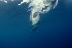 Weißer Hai steigt vertical nach oben (00010334)