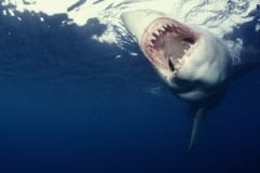 Weißer Hai auf der Suche nach Beute (00010341)