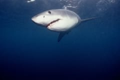 Weißer Hai sucht nach Robben (00010345)
