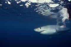 Junger Weißer Hai auf der Suche nach Beute (00010347)