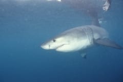Junger Weißer Hai auf der Suche nach Beute (00010353)