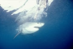 Junger Weißer Hai auf der Suche nach Beute (00010359)