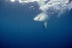 Junger Weißer Hai auf der Suche nach Beute (00010363)
