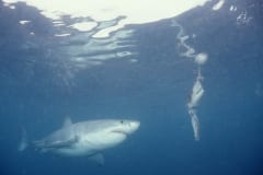 Weißer Hai vor dem Koeder (00010370)