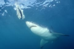 Weißer Hai auf der Suche nach Beute (00010373)
