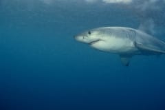 Weißer Hai sucht nach Beute (00010380)