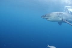 Weißer Hai sucht nach Robben (00010391)