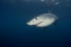 Junger Weißer Hai auf der Suche nach Beute (00010397)