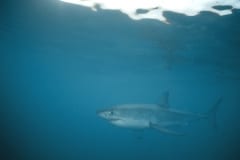 Weißer Hai dicht unter der Wasseroberflaeche (00010398)