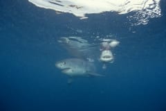 Junger Weißer Hai am Fischkoeder (00010404)