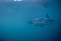 Weißer Hai vor Dyer Island (00010409)