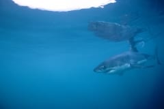 Junger Weißer Hai: Faszinierendes Geschoepf der Evolution (00010421)