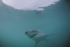 Weißer Hai vor Dyer Island (00010436)