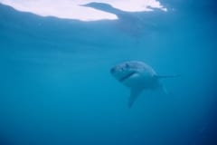 Großer Weißer Hai auf der Suche nach seiner Lieblingsbeute (00010455)