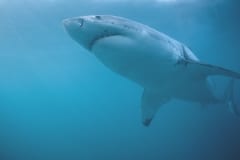 Großer Weißer Hai (00010467)