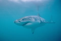 Der Weiße Hai ist permanent in Bewgung (00010470)