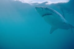 Der Weiße Hai ist der groeßte Raubfisch des Meeres (00010481)