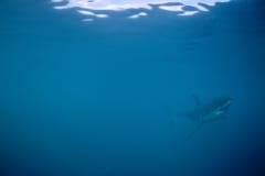 Der Weißer Hai (00010483)