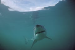 Weißer Hai auf Inspektion (00010505)