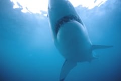 Weißer Hai zeigt seine helle Unterseite (00010514)