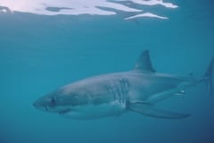 Weißer Hai vor Dyer Island (00010531)