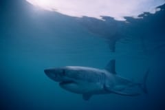 Weißer Hai in der Naehe von Dyer Island (00010533)