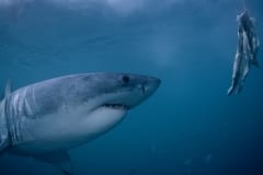 Weißer Hai sieht den Fischkoeder (00010535)