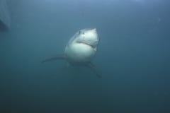 Weißer Hai sucht nach Robben (00010538)
