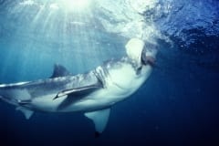 Großer Weißer Hai beißt zu (00010602)
