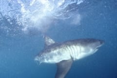 Weißer Hai auf der Suche nach Beute (00010603)