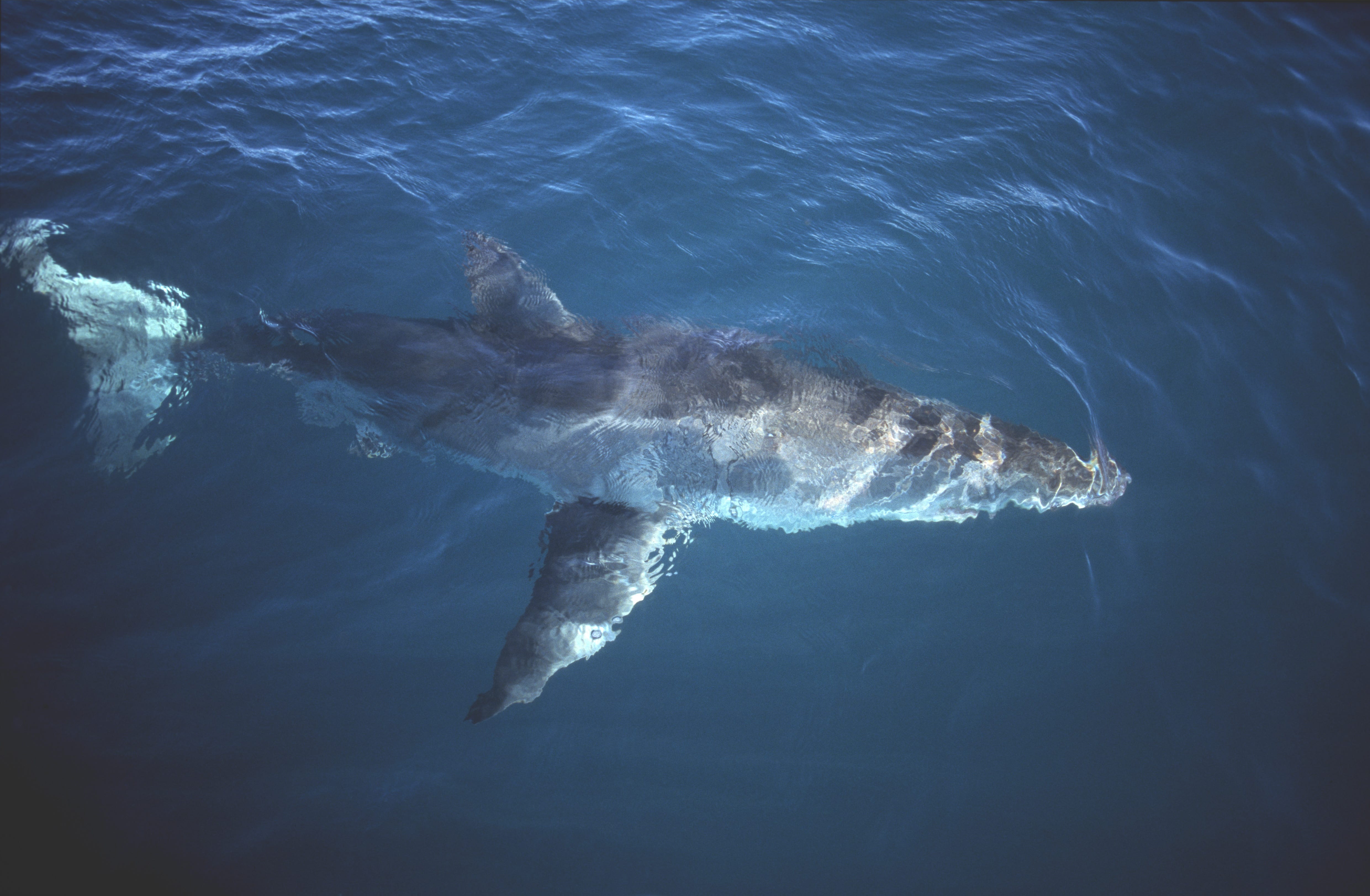 Großer Weißer Hai an der Meeresoberflaeche (00010543)