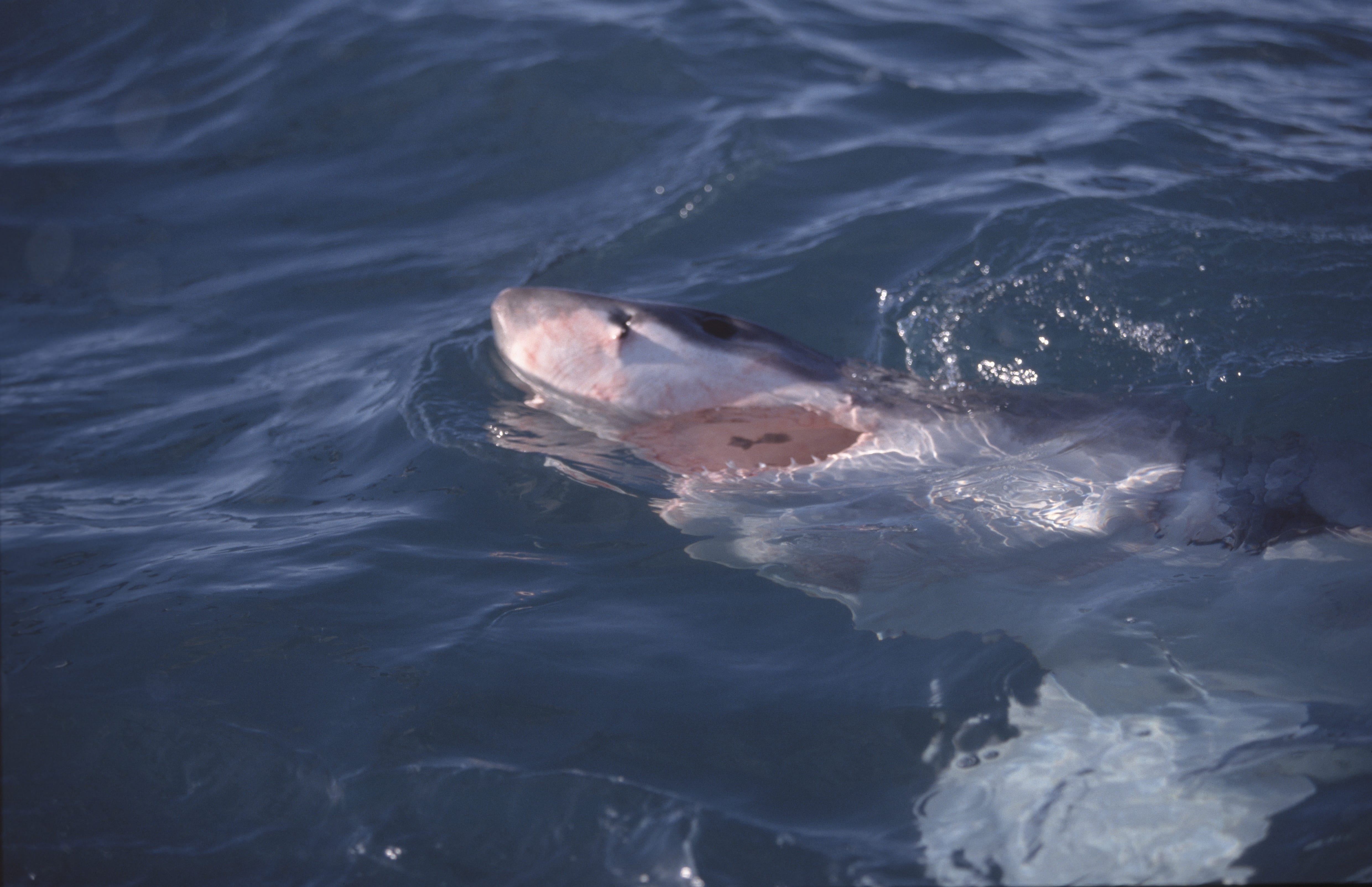 Weißer Hai an der Wasseroberflaeche (00010549)