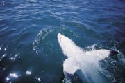 Great White Shark lying on the back (00000315)