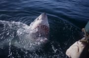 Weit ist da Maul des Weißen Hais geoeffnet (00000375)